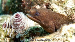 An Eel & a flower by Lisa Hinderlider 